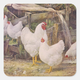 Sticker Carré joli coq de ferme vintage et poules