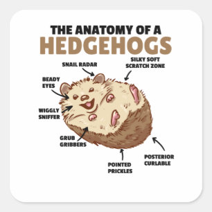 Sticker Carré Joli Hérisson Explication Anatomie D'Un Hérisson