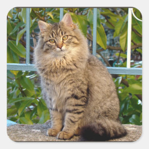 Sticker Carré Joli Petit Chat Tigré Animal de Compagnie