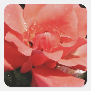 Sticker Carré Joli rose rose Peach floral