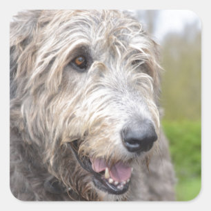 Sticker Carré Joli Wolfhound irlandais