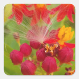 Sticker Carré Jolie florale colorée avec Milkweed Art Imprimer