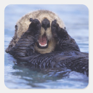 Sticker Carré Jolie loutre de mer   Alaska, États-Unis