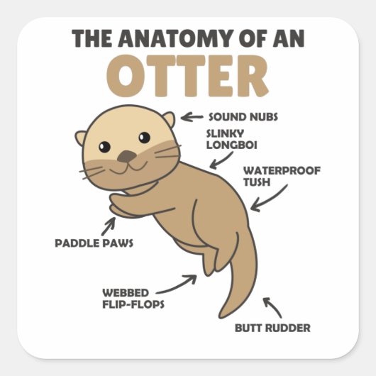 Sticker Carré Jolie Otter Explication Anatomie D'Une Otter (Devant)