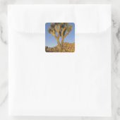 Sticker Carré Joshua Tree, Yucca brevifolia) et granit (Sac)