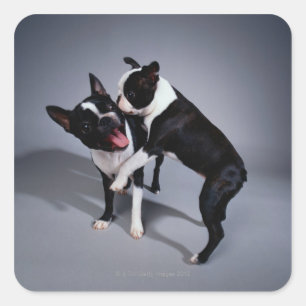 Sticker Carré Jouer Boston Terriers