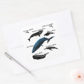 STICKER CARRÉ JOURS DE BALEINE (Enveloppe)