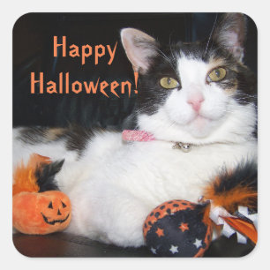 Sticker Carré Joyeux Halloween Chat Calico Kitty