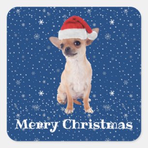 Sticker Carré Joyeux Noël Chihuahua Mignon Santa 2