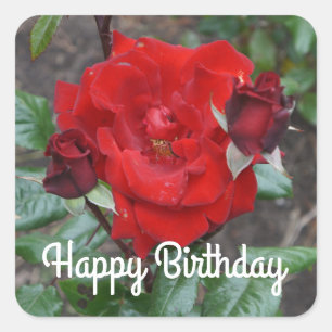 Sticker Carré Joyeux Rose de bouquet Crimson Anniversaire #1 Sti