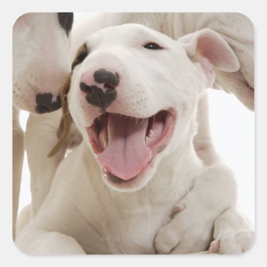Sticker Carré Joyful Bull terriers (Devant)
