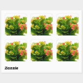 Sticker Carré Kalanchoe blossfeldiana (Feuille)