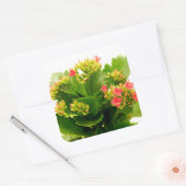 Sticker Carré Kalanchoe blossfeldiana (Enveloppe)