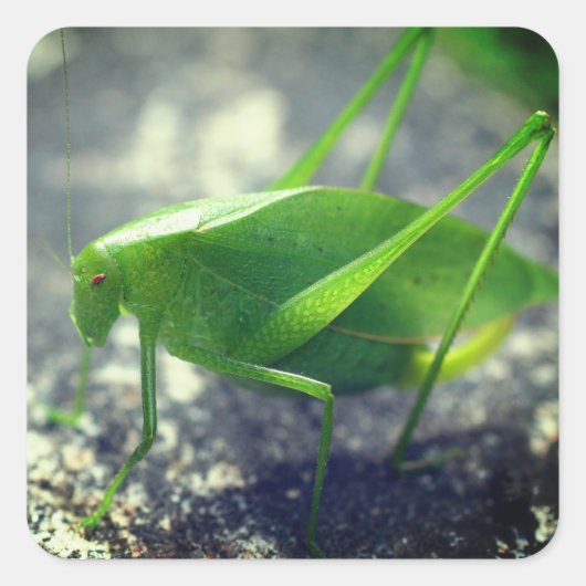 Sticker Carré Katydid Grasshopper Nature (Devant)