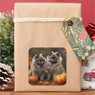 Sticker Carré Keeshond Chiot Automne Citrouille délice