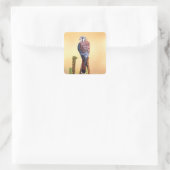 Sticker Carré Kestrel, Falco sparverius, Native de US & Canada (Sac)