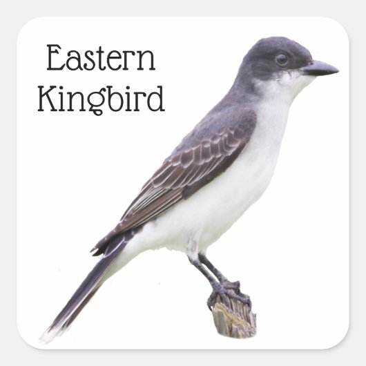 Sticker Carré Kingbird (Devant)
