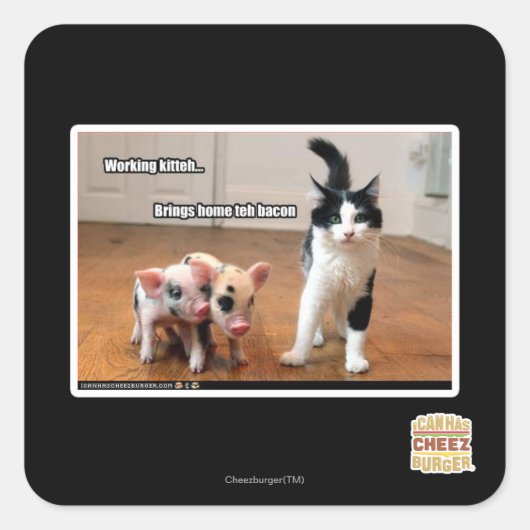 Sticker Carré Kitteh (Devant)