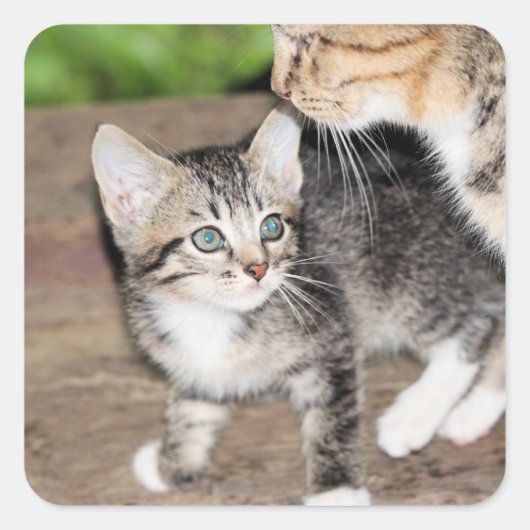 Sticker Carré Kitten (Devant)