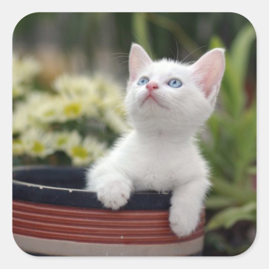 Sticker Carré Kitten blanc turc (Devant)