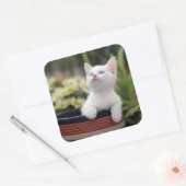 Sticker Carré Kitten blanc turc (Enveloppe)