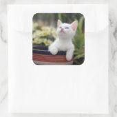Sticker Carré Kitten blanc turc (Sac)