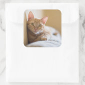 Sticker Carré Kitten Couché Sur Le Canapé (Sac)