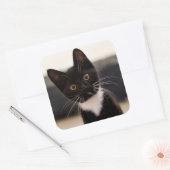 Sticker Carré Kitten de Cute Black And White Tuxedo (Enveloppe)