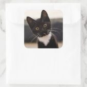 Sticker Carré Kitten de Cute Black And White Tuxedo (Sac)