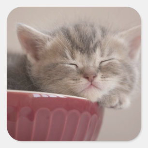 Sticker Carré Kitten Dormir Dans Un Bowl