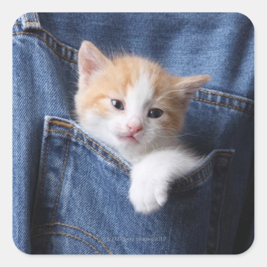 Sticker Carré Kitten en Jeans bleu (Devant)