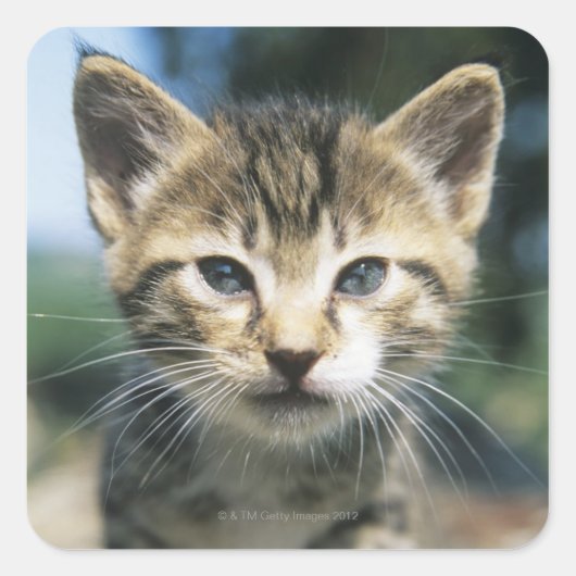 Sticker Carré Kitten extérieur (Devant)