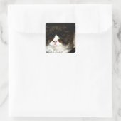 Sticker Carré Kitten noir et blanc (Sac)