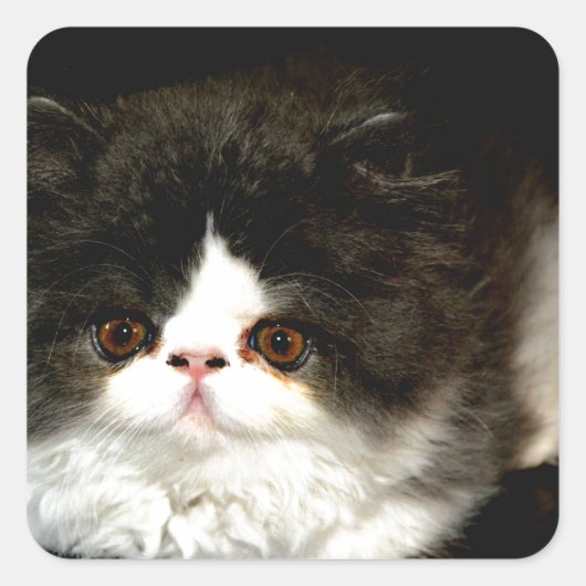 Sticker Carré Kitten noir et blanc (Devant)