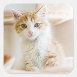 Sticker Carré Kitten orange et blanc