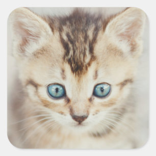 Sticker Carré Kitty observé par bleu