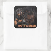 Sticker Carré Kleber - Rottweiler (Sac)