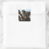 Sticker Carré koala (Sac)