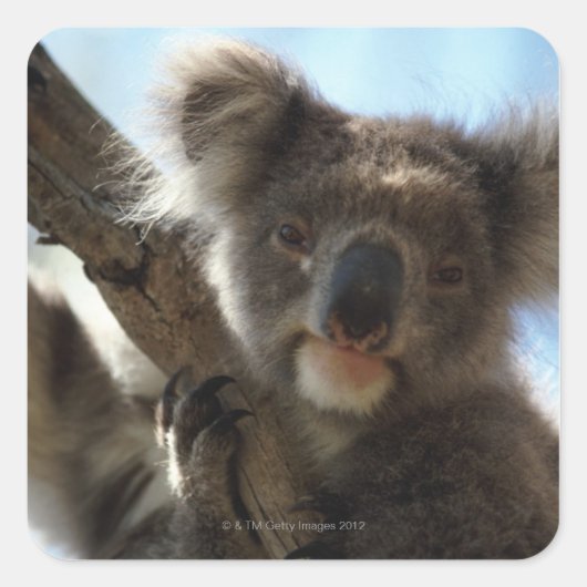 Sticker Carré koala (Devant)