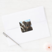 Sticker Carré koala (Enveloppe)