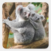 Sticker Carré Koala avec bébé dans un arbre en Australie (Devant)