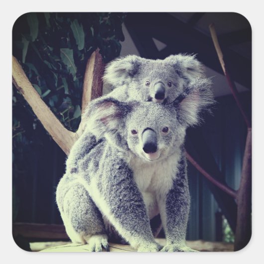 Sticker Carré Koala Bear (Devant)