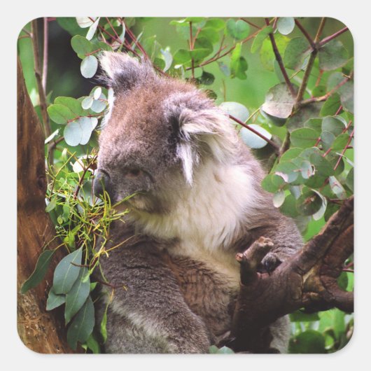 Sticker Carré Koala Bear (Devant)