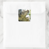 Sticker Carré Koala cutie (Sac)
