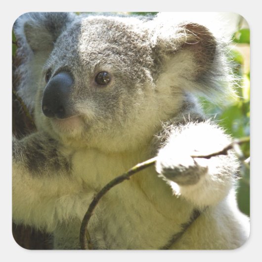Sticker Carré Koala cutie (Devant)