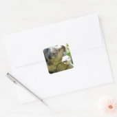 Sticker Carré Koala cutie (Enveloppe)