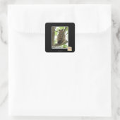 Sticker Carré Koala Kitteh (Sac)