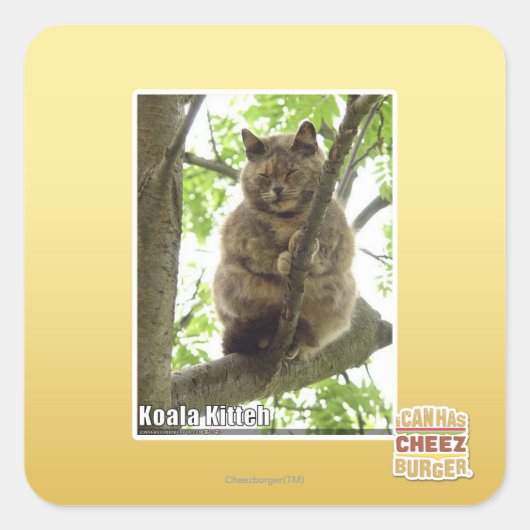 Sticker Carré Koala Kitteh (Devant)