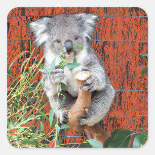 Sticker Carré Koala Snack Time