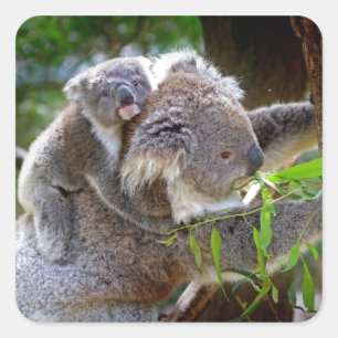 Sticker Carré Koalas mignons